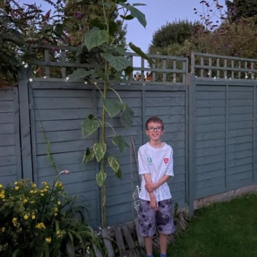 Friends of Oakfield Sunflower Competition