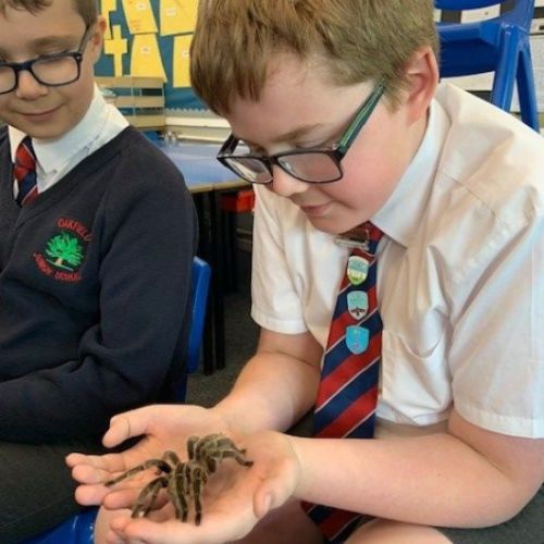HarryTspider