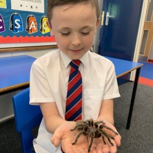 Leospider
