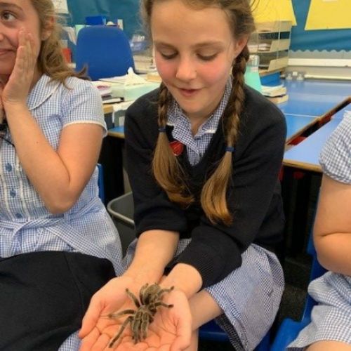 Lilyspider