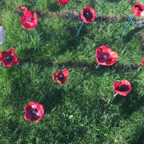 Remembrance poppies