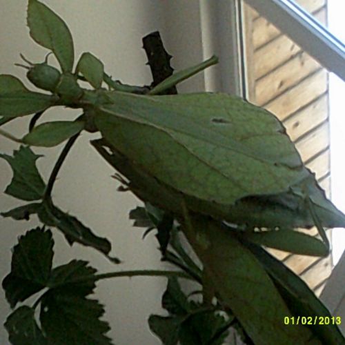 DSCF0034